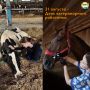 31 августа отмечается День ветеринарного работника
