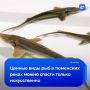 Краснокнижная рыба в тюменских реках не восстановится самостоятельно