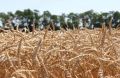 Тюменские аграрии подводят промежуточные итоги уборочной кампании