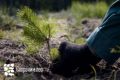 Тюменская область присоединится к акции «Сохраним лес»