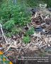Останки животных обнаружили в лесах Боровского района