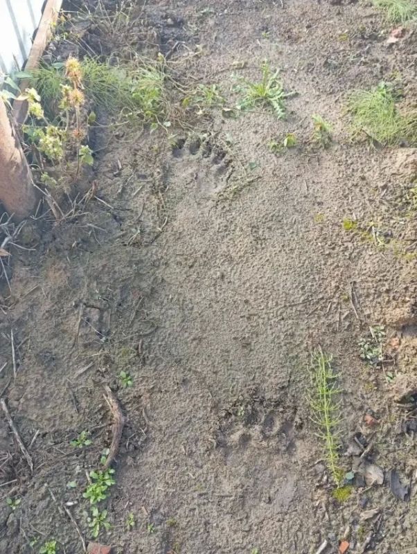 В тобольском СНТ «Сосновый бор» местные заметили медвежьи следы на своих дачных участках