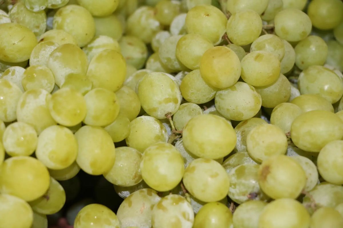 Уральские таможенники оформили за лето 2 тысячи тонн винограда Уральские таможенники оформили за лето 2 тысячи тонн винограда
