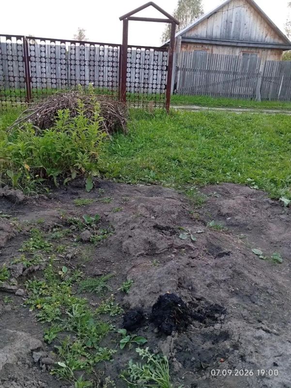 В Тобольске опять замечают следы медведей: местные переживают за своих детей — в Соколовке хищников видели у детской площадки В Тобольске опять замечают следы медведей: местные переживают за своих детей — в Соколовке хищников видели у детской площадки