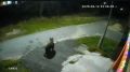 В ХМАО медведь буквально вгоняет в ужас жителей Нягани