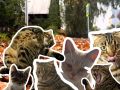 Какие они, наши питомцы?. У вас в галерее, наверняка, затерялись самые смешные и милые фотографии ваших пушистиков Присылайте кадры в комментарии или в личные сообщения нашего сообщества ВКонтакте Каждое утро ваши любимцы...