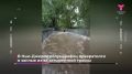 Необычные новости со всего мира: