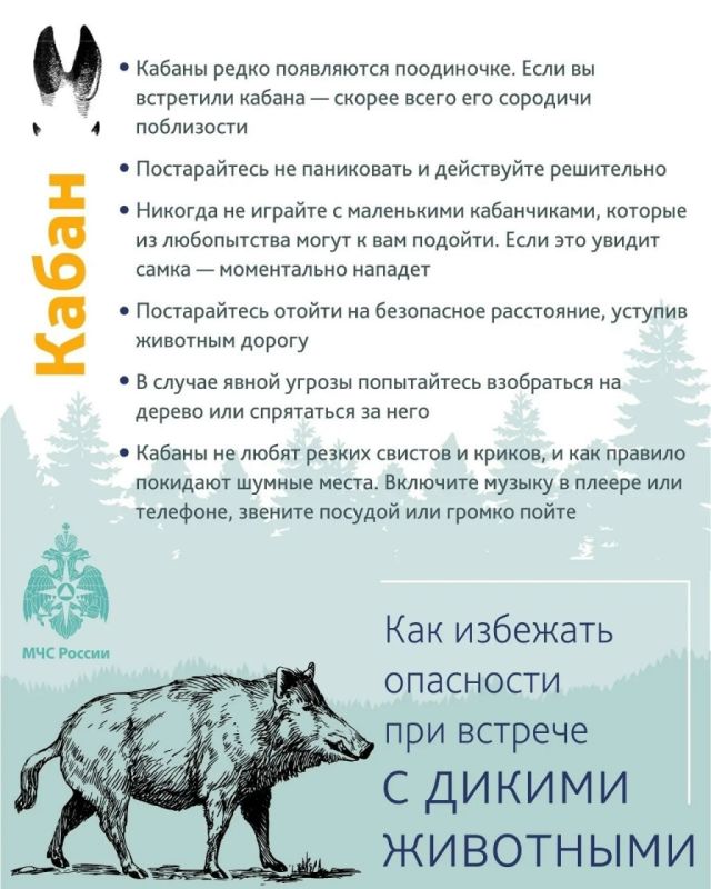Уважаемые тоболяки! Мы видим ваши сообщения в социальных сетях о том, что жители СНТ замечают следы медведей Уважаемые тоболяки! Мы видим ваши сообщения в социальных сетях о том, что жители СНТ замечают следы медведей