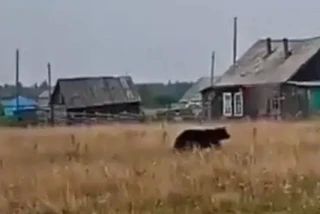 Несколько дней назад появилась информация от горожан о медведях в районе Решетникова