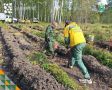В Тюменской области продолжаются акционные посадки леса