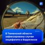 Тюменцы заразились опасными инфекциями после укусов клещей