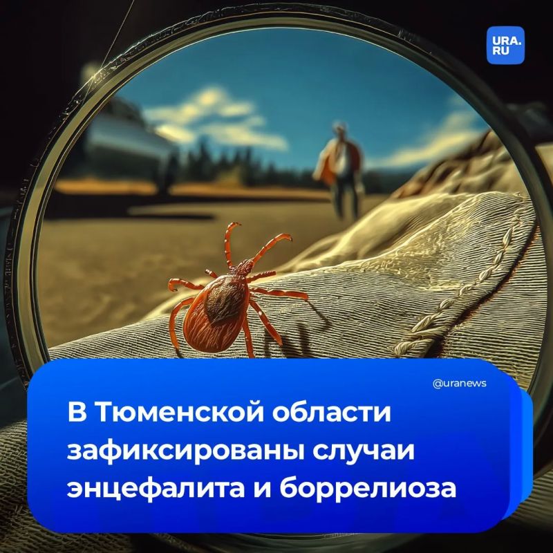 Тюменцы заразились опасными инфекциями после укусов клещей