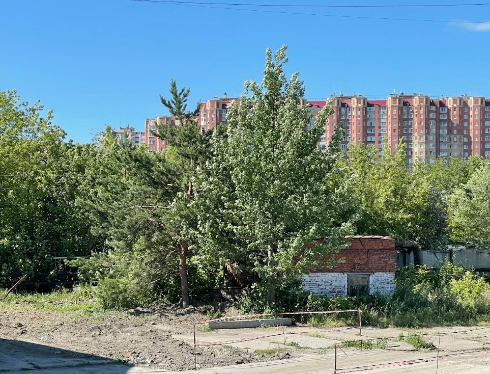 Ради сохранения двух деревьев в Тюмени отказались от постройки дома Ради сохранения двух деревьев в Тюмени отказались от постройки дома