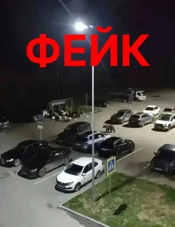 Полиция проверяет сообщения о фейковых фотографиях медведей у жилых домов в Тобольске