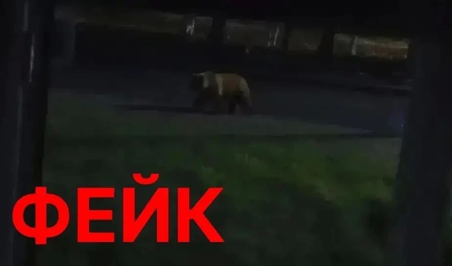 Мишки в Тобольске пробрались во двор к мусорным бакам: все бы ничего, только мэрия опровергла фото — это фейк!