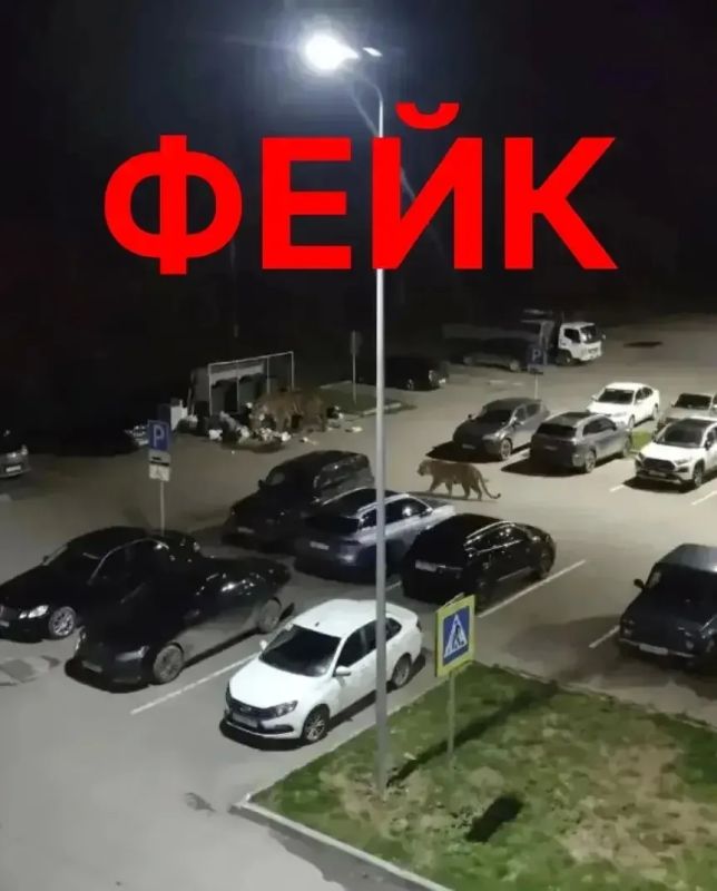 Мишки в Тобольске пробрались во двор к мусорным бакам: все бы ничего, только мэрия опровергла фото — это фейк! Мишки в Тобольске пробрались во двор к мусорным бакам: все бы ничего, только мэрия опровергла фото — это фейк!