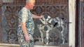 Более 100 безнадзорных животных отловили в Ишиме с начала года