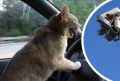 Новые виды нарушений ПДД будут вычислять камеры