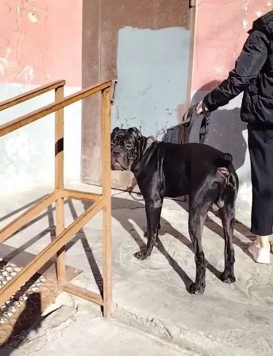 «Спущу собаку на детей»: жители Тюмени просят помощи из-за соседки с кане-корсо