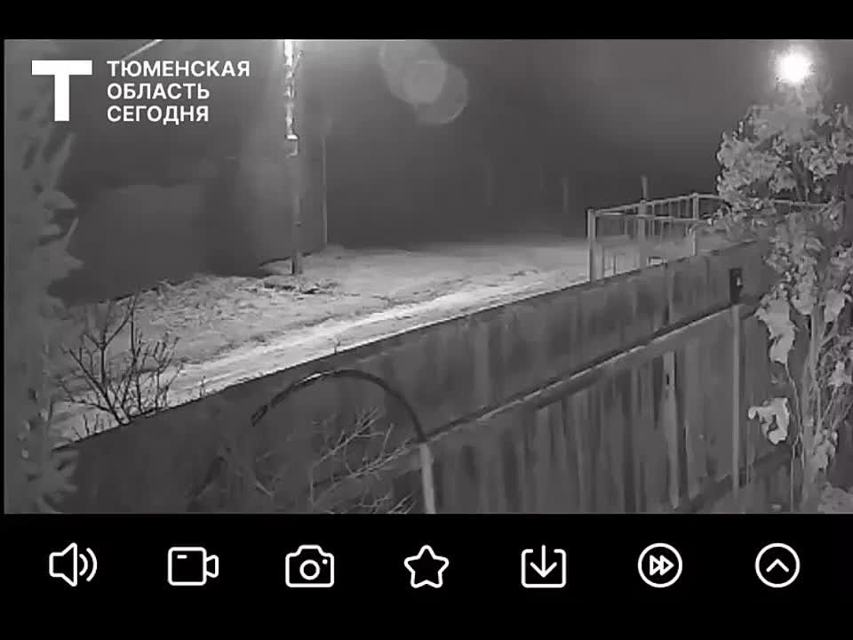 Медвежонка из поселка в Нижнетавдинском округе поймали!