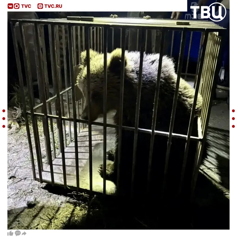 Медвежонок три дня выходил к людям в поисках еды Медвежонок три дня выходил к людям в поисках еды