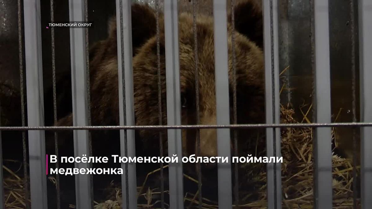 Медвежонка, который несколько дней разгуливал по посёлку Лесозаводскому, передали в Центр реабилитации диких животных и птиц