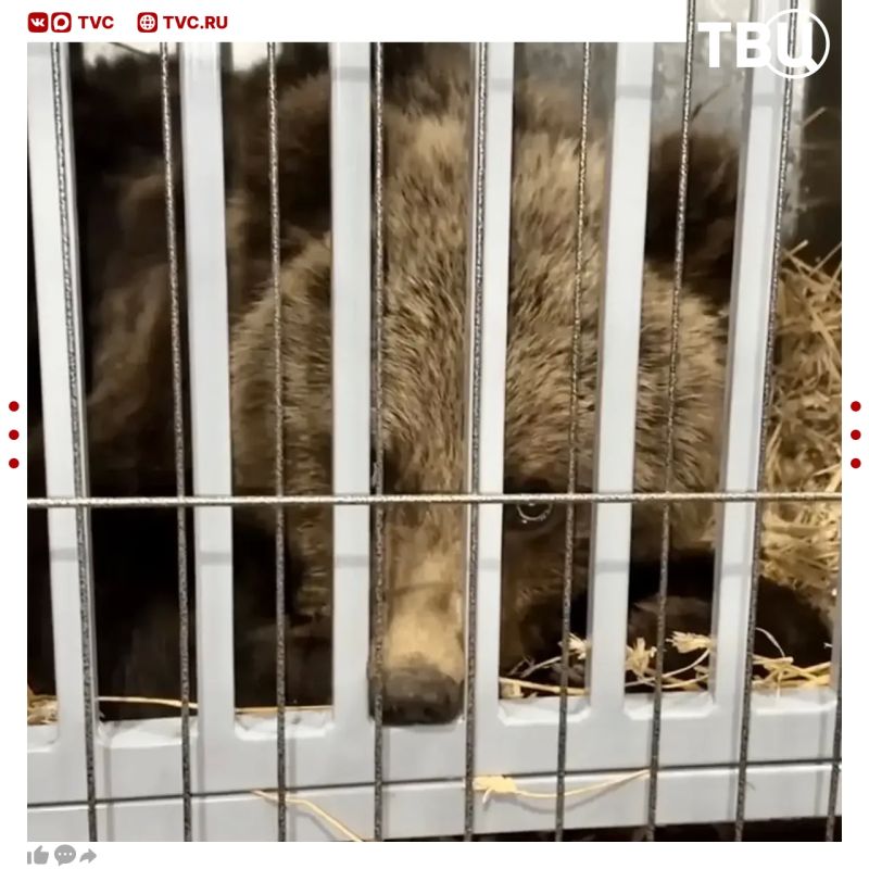 Медвежонок три дня выходил к людям в поисках еды