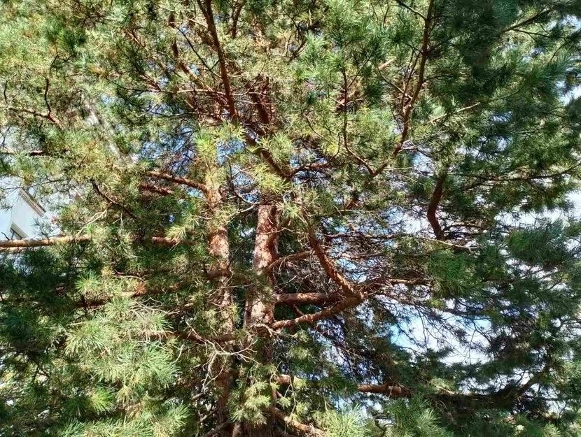 В Тюмени посадят 3 тысячи сеянцев сосны