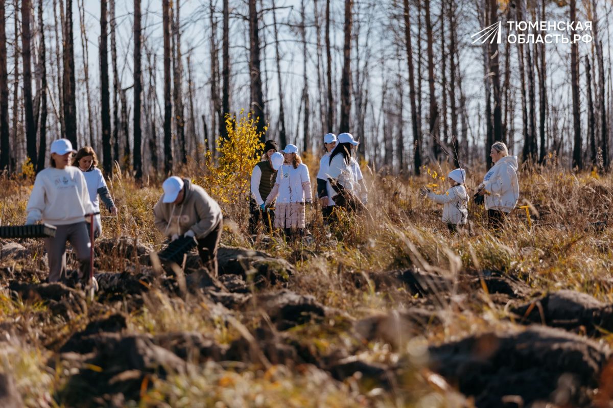 Там, где горел лес, снова вырастут сосны Там, где горел лес, снова вырастут сосны