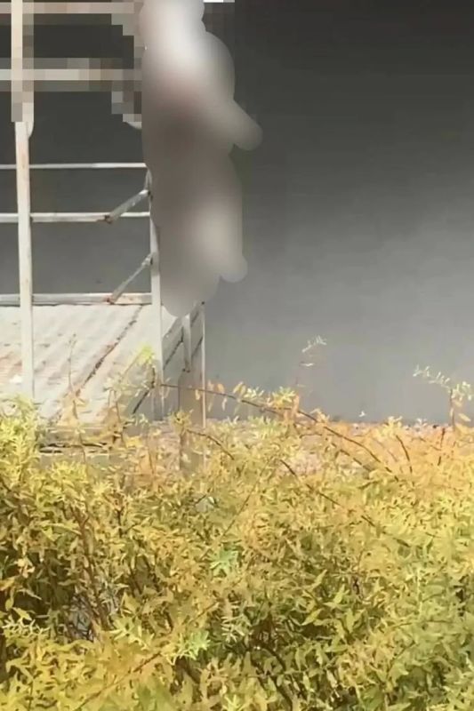 Ужас у подъезда: во дворе на Велижанской, 66 нашли кота, повешенного на перилах