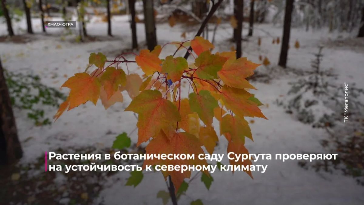 Растения в ботаническом саду Сургута проверяют на устойчивость к северному климату