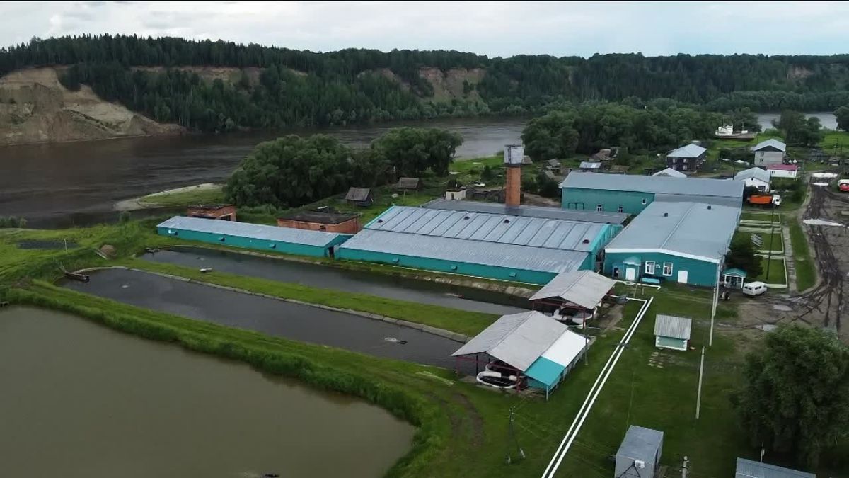 Более 700 тысяч мальков сибирского осетра выпустили в Иртыш