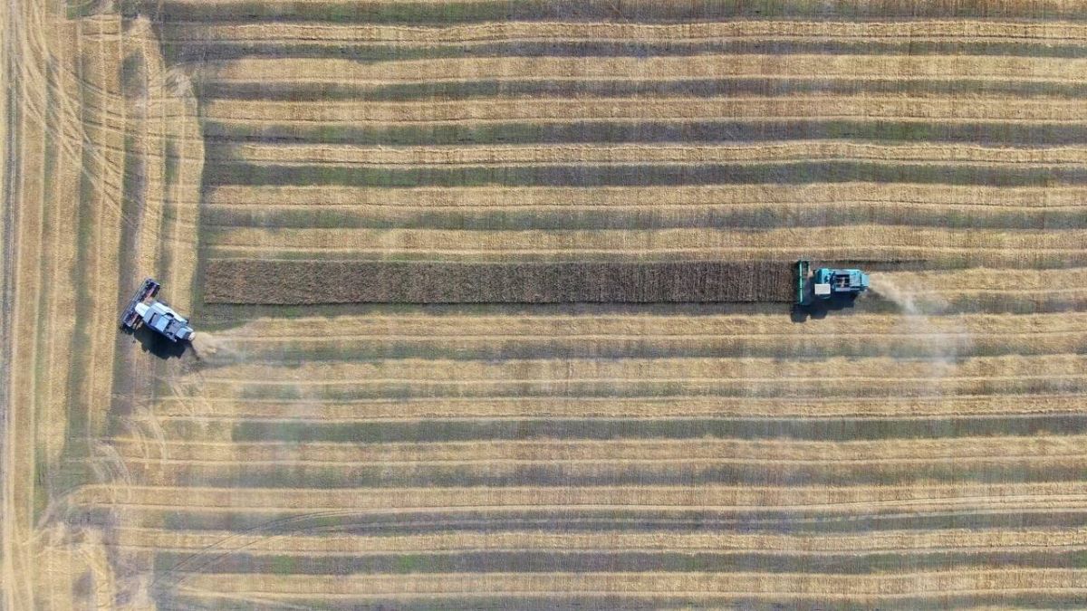 В 5 муниципальных округах Тюменской области завершили уборку зерновых