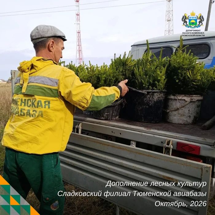 Сладковские лесоводы помогают молодым елям стать полноценным лесным массивом