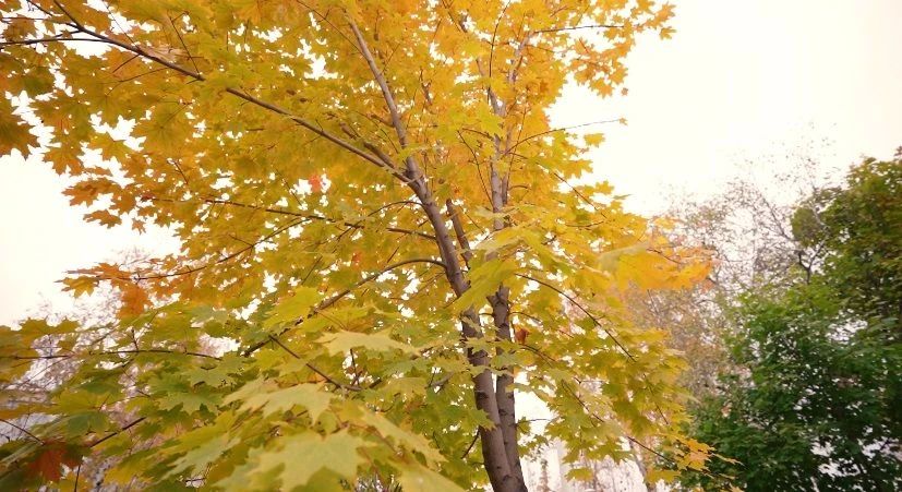 С 19 октября в Тюменской области отменили пожароопасный сезон