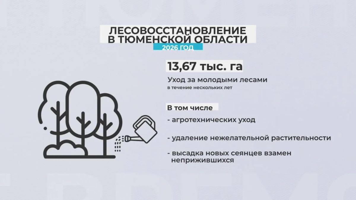 В Тюменской области до конца года планируется провести лесовосстановление почти на 8 000 га В Тюменской области до конца года планируется провести лесовосстановление почти на 8 000 га