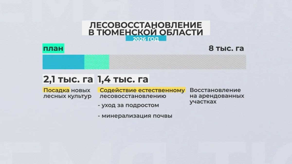 В Тюменской области до конца года планируется провести лесовосстановление почти на 8 000 га