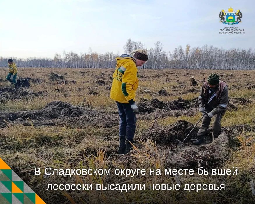 На месте бывшей лесосеки высадили новые деревья