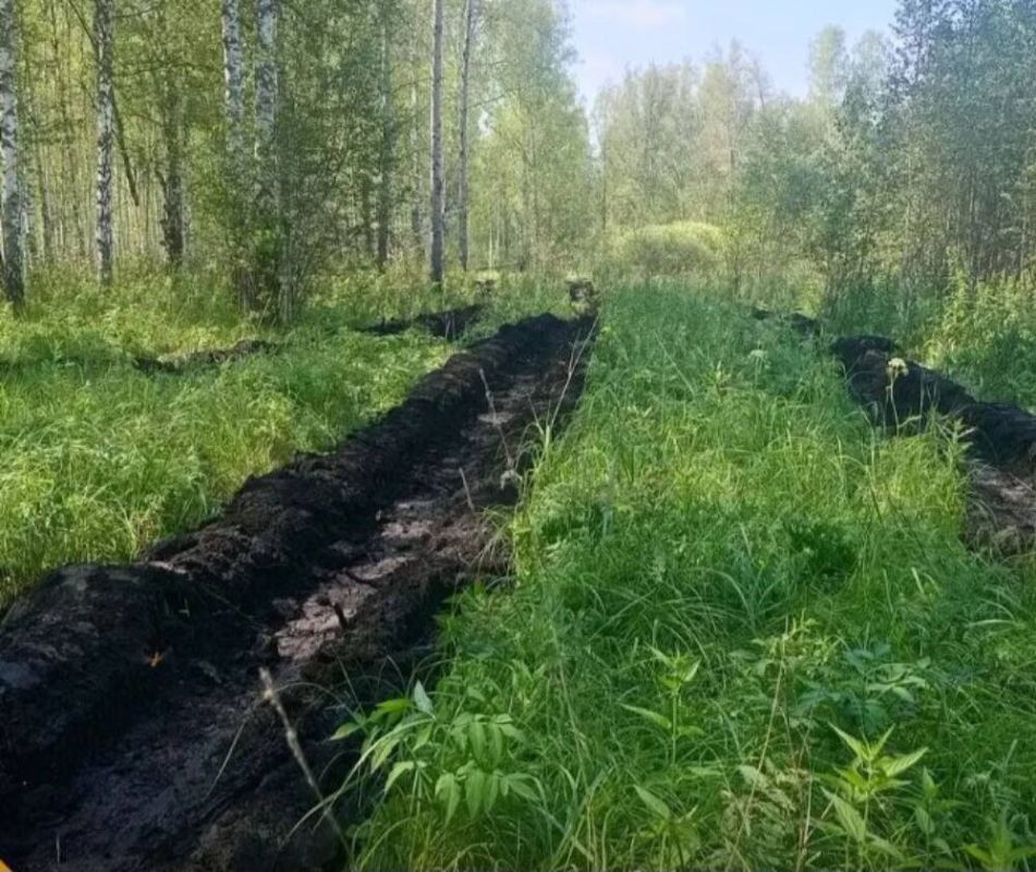 В Сладковском лесничестве выполнили годовой план по лесовосстановлению