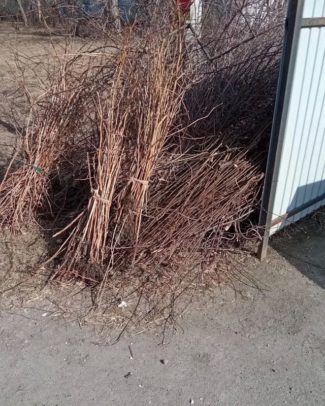 Главные правила сезонной уборки от регоператора Главные правила сезонной уборки от регоператора