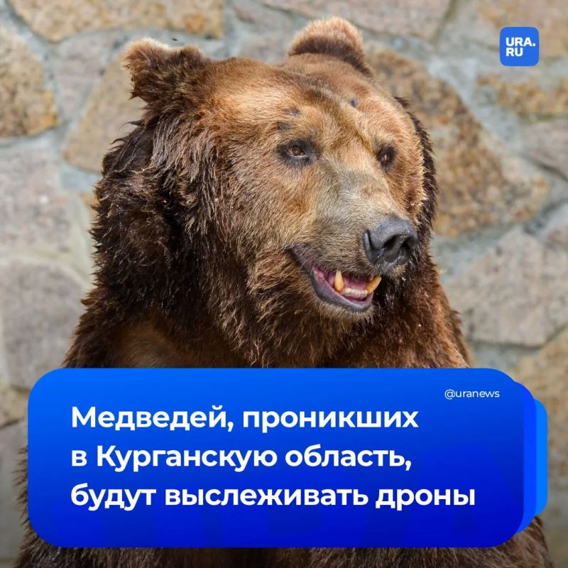 «Большой брат» пересчитает всех медведей-нелегалов в Зауралье