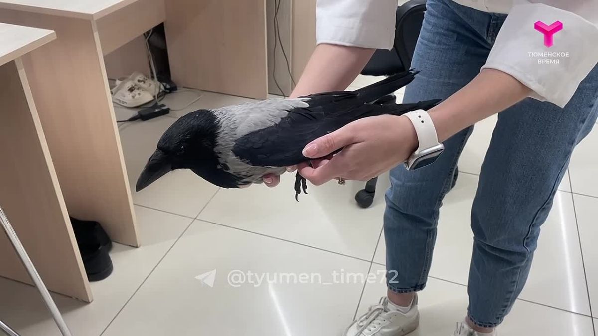 Травмированную ворону спасла корреспондент Тюменской службы новостей
