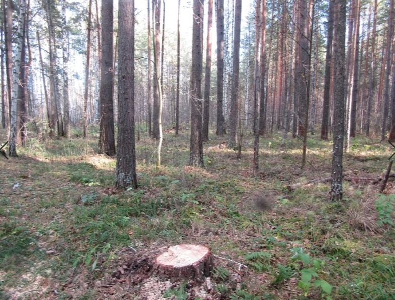 В отдел полиции МО МВД России «Тюменский» (дислокация село Нижняя Тавда) обратился представитель лесничества, который сообщил, что в лесном массиве вблизи села Тюнево совершена незаконная рубка 5 берез и 3 сосен В отдел полиции МО МВД России «Тюменский» (дислокация село Нижняя Тавда) обратился представитель лесничества, который сообщил, что в лесном массиве вблизи села Тюнево совершена незаконная рубка 5 берез и 3 сосен