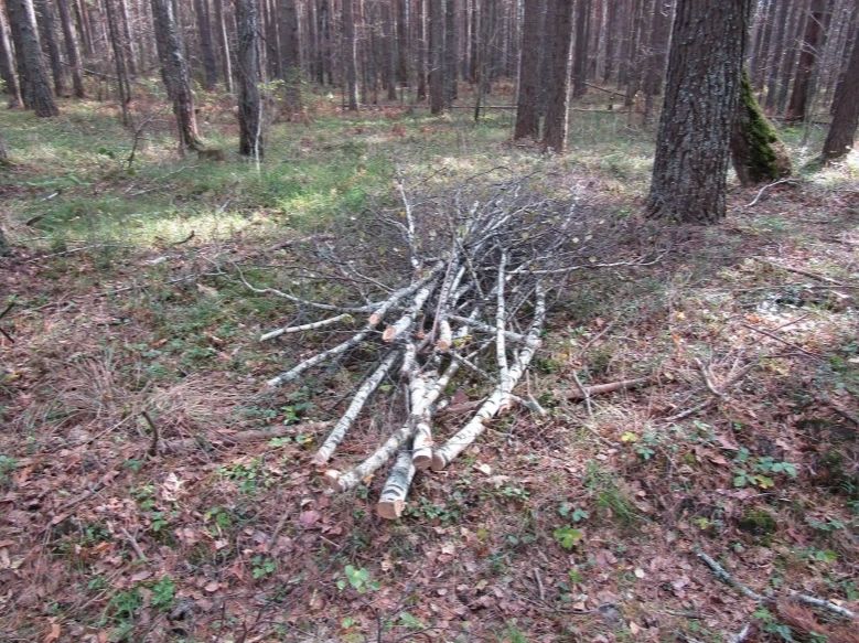 В отдел полиции МО МВД России «Тюменский» (дислокация село Нижняя Тавда) обратился представитель лесничества, который сообщил, что в лесном массиве вблизи села Тюнево совершена незаконная рубка 5 берез и 3 сосен В отдел полиции МО МВД России «Тюменский» (дислокация село Нижняя Тавда) обратился представитель лесничества, который сообщил, что в лесном массиве вблизи села Тюнево совершена незаконная рубка 5 берез и 3 сосен